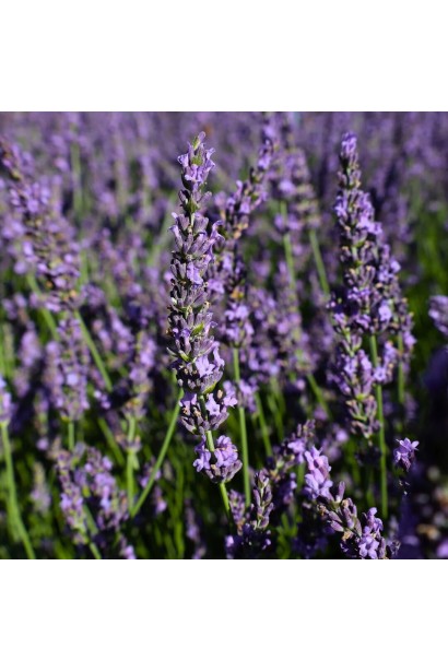 Лаванда Platinum Niko фіолетова